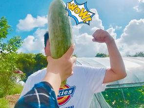 吃瓜爆料大全网红